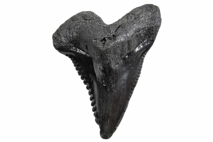 Snaggletooth Shark (Hemipristis) Tooth - South Carolina #360816